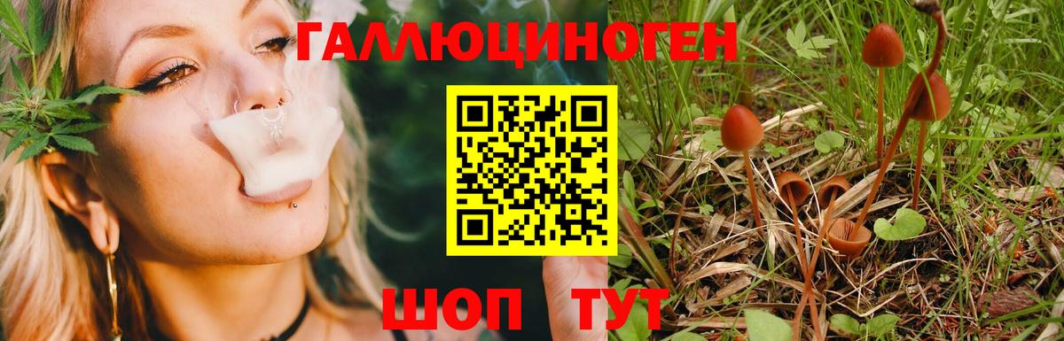 Псилоцибиновые грибы мухоморы  цены наркотик  Вход с VPN  Бердск  Галлюциногенные грибы GOLDEN TEACHER 